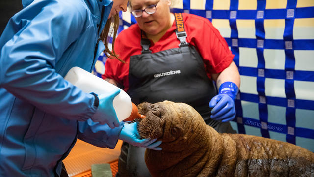 Rescued walrus 