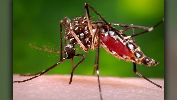 Aedes aegypti mosquito