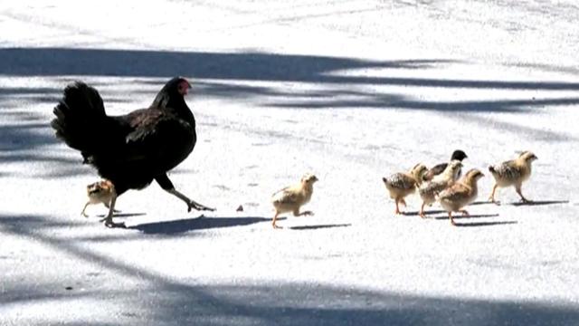 cbsn-fusion-how-feral-chickens-rule-the-roost-in-key-west-thumbnail.jpg 