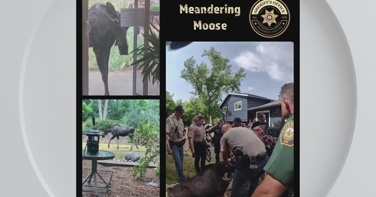 Colorado deputies help move moose spotted in yard