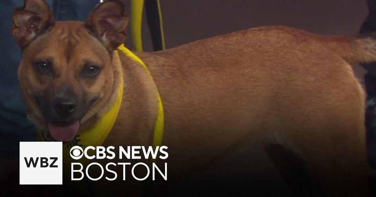 3 playful and sweet dogs up for adoption at Shultz's Guest House - CBS ...