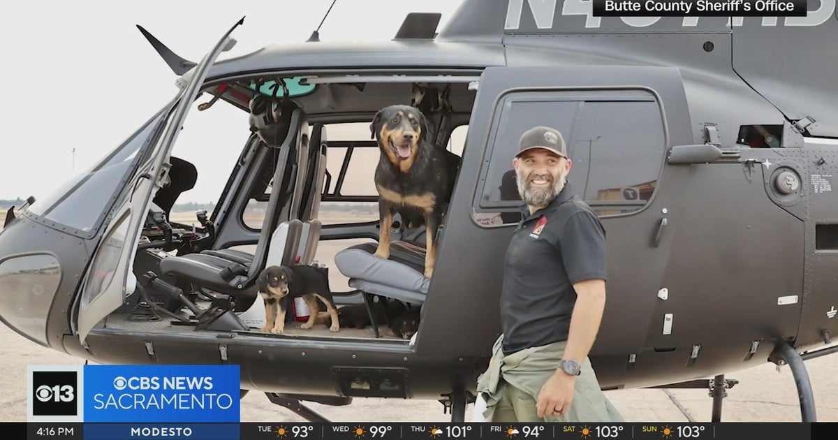 Dogs rescued after spending days in Park Fire burn scar