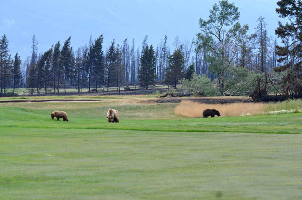 Grizzly sow 222 walks with her two cubs on the grounds of the Fairmont Jasper Park Lodge Golf Course after a wildfire 
