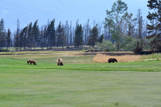Porca parda 222 caminha com seus dois filhotes no campo de golfe Fairmont Jasper Park Lodge após um incêndio florestal