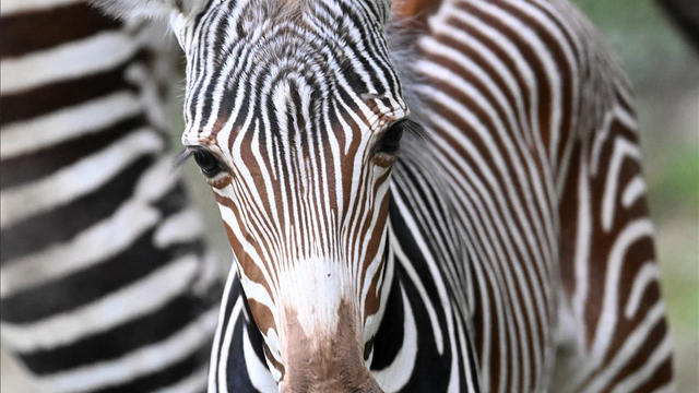 Zebra foal.jpg 