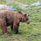 Mother bear accused of attacking hiker is killed, sparking outrage