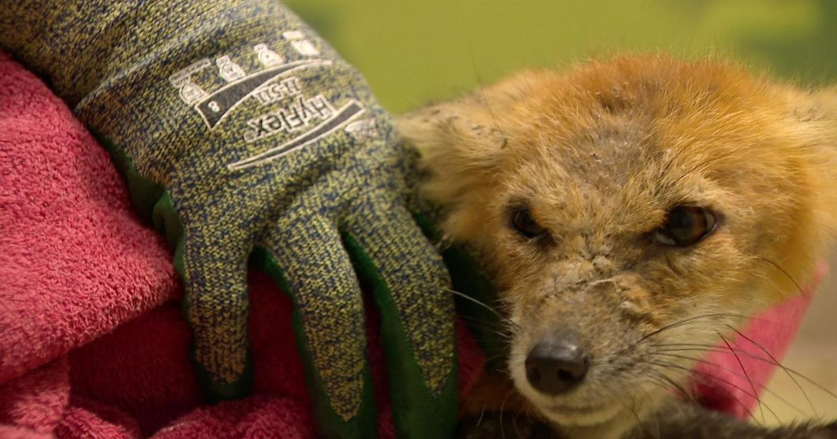 Wildlife Rehabilitation Center of Minnesota sees record number of baby animals