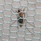 West Nile cases springing up in U.S. Source: CBS News