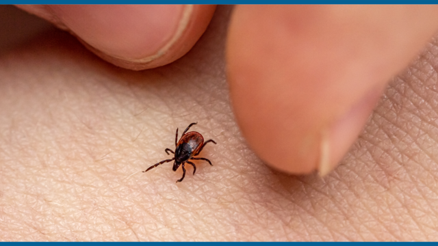 do-pest-control-companies-spray-for-ticks-promo.png 
