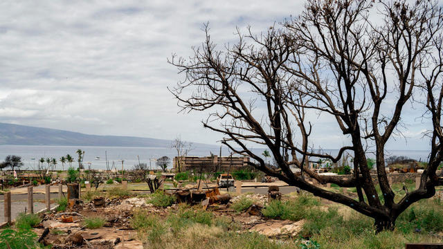 Maui Wildfire 