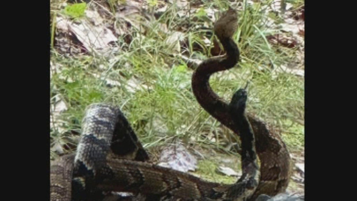 Massachusetts hikers capture rare video of rattlesnakes fighting - CBS ...