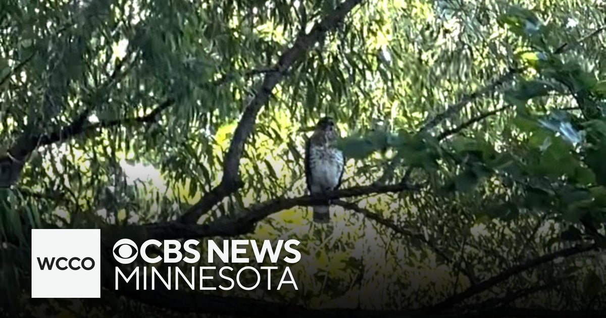 Hawk attacks woman in Maple Grove, and neighbors say she’s not the ...