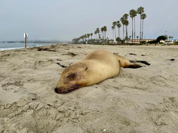 Sea lions sickened with domoic acid poisoning rescued from SoCal