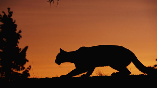 Silhouetted Mountain Lion Stalking Prey 