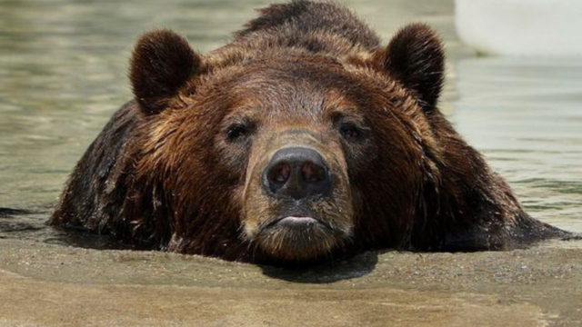 Detroit Zoo grizzly bear euthanized after months of health complications 