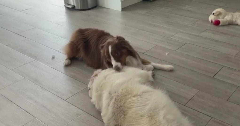 Our relationship to our pets has changed over the years, experts say Our relationship to our pets has changed over the years, experts say