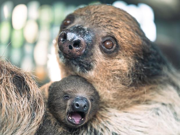 denver-zoo-sloth-naming.jpg 