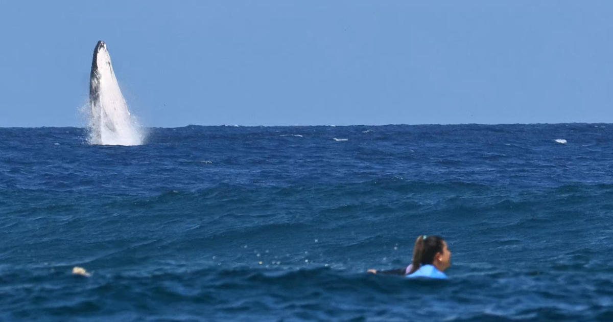 Whale makes surprise appearance during 2024 Paris Olympics surfing competition in Tahiti
