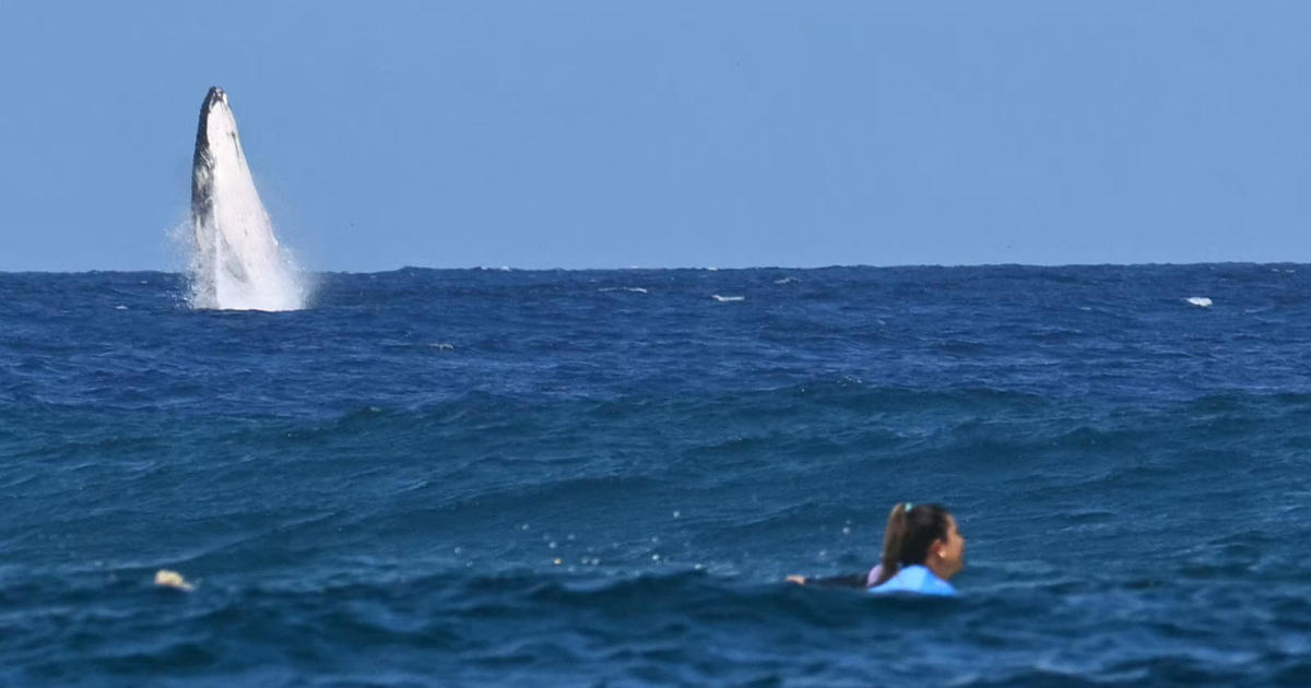 Una ballena hace una aparición sorpresa durante la competición de surf de los Juegos Olímpicos de París 2024 en Tahití