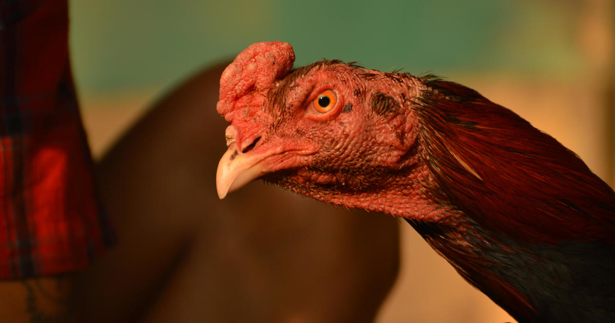 Cockfighting in San Bernardino County