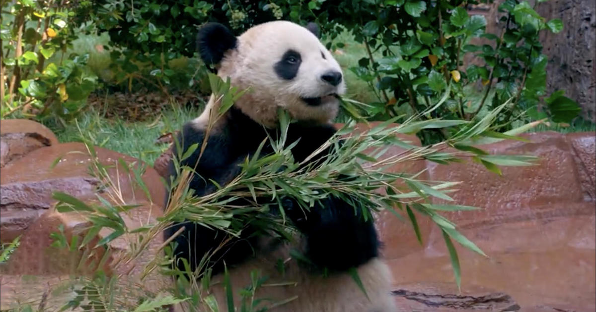 San Diego Zoo Unveils New Panda Ridge Exhibit