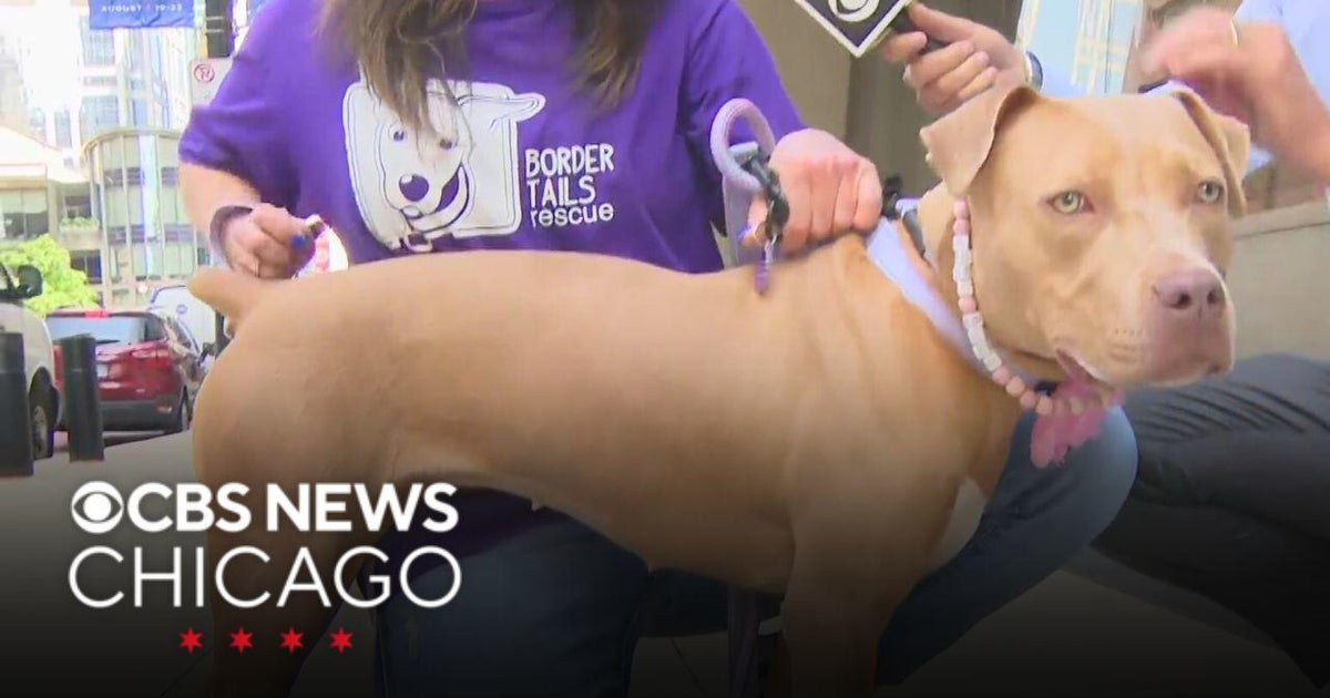 Border Tails Rescue in this week's Pet Rescue Spotlight - CBS Chicago