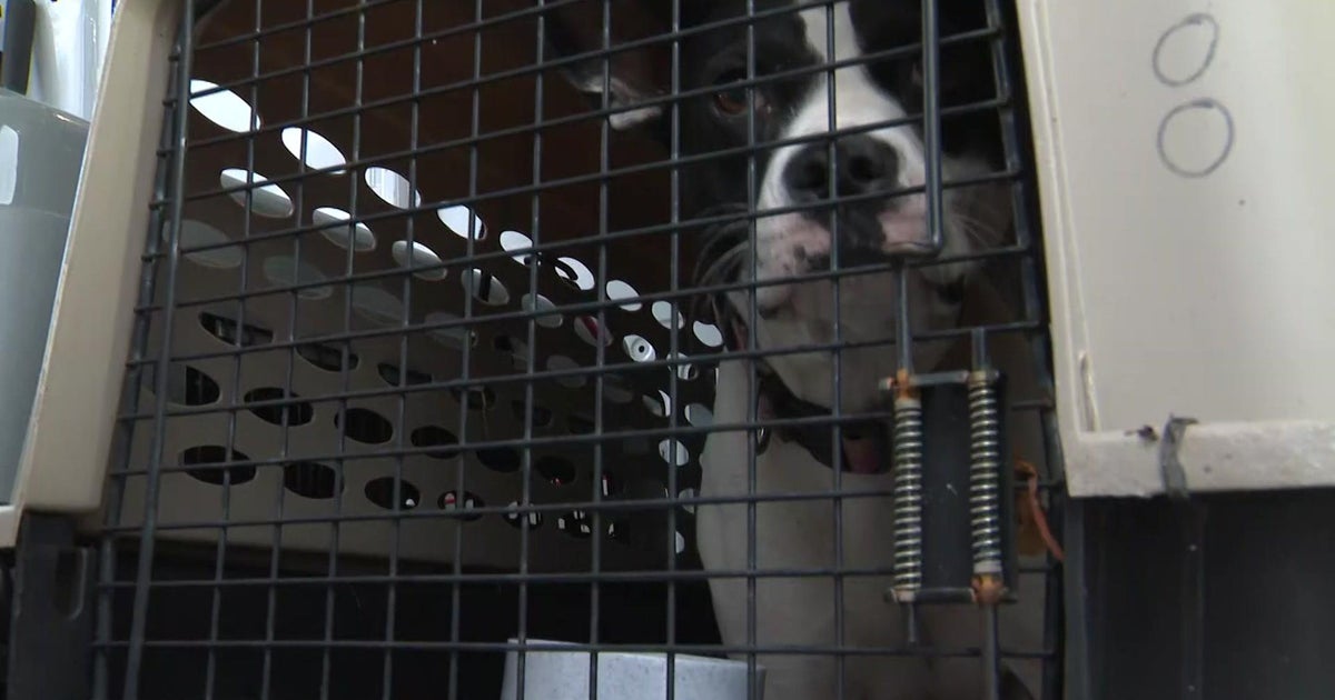 Dogs escaping from Hurricane Debby land in Broward County, looking for furever homes