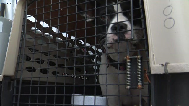 23-p-larry-humane-socie-wfor9z9u.jpg 