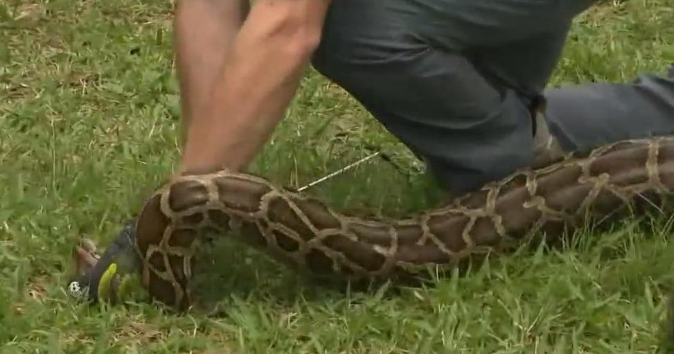 Hundreds of snake hunters take part in annual Python Challenge