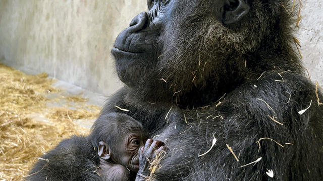 Baby Gorilla Detroit 