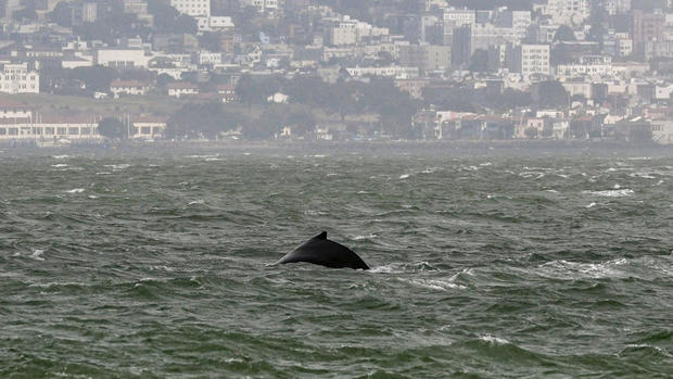 bay-whale-080924.jpg 