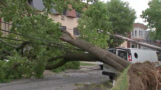 A large tree is uprooted and laying across a New York City street on power lines. 