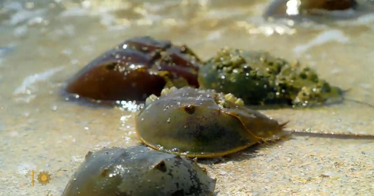 Nature: Horseshoe crabs in Florida