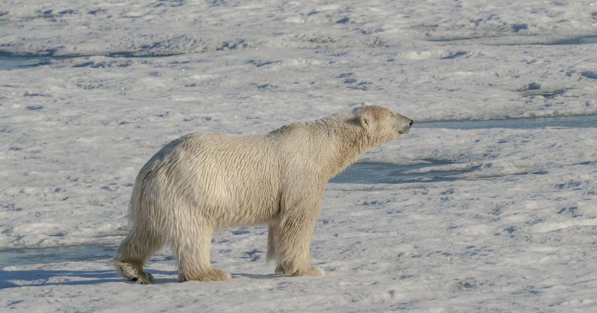 2 polar bears kill employee at far flung radar website within the Canadian Arctic