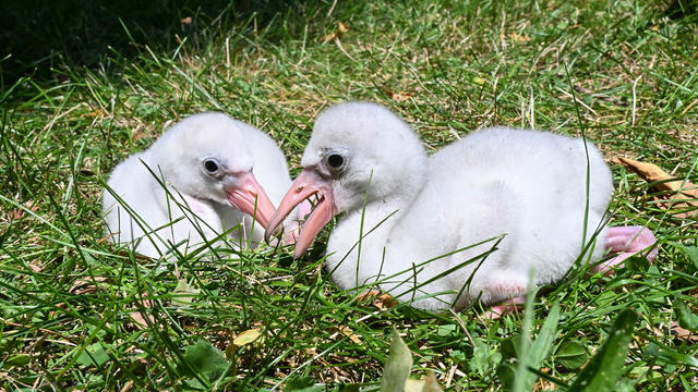 dsc-6800-flamingo-chicks.jpg 