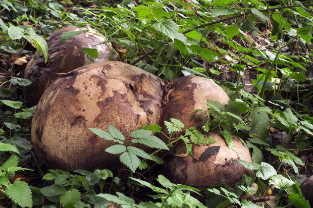 Giant puffball fungus (Calvatia gigantea 