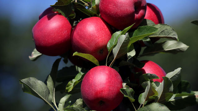 Autumn Apple Picking 