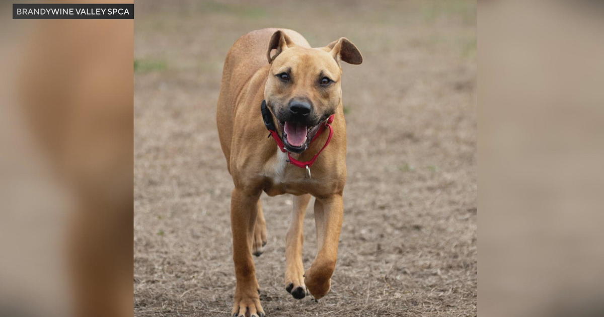 Delaware lifts restrictions on dog adoptions after kennel cough outbreak