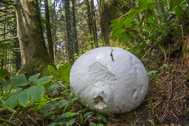 Giant puffball on the forest floor in late summer. 