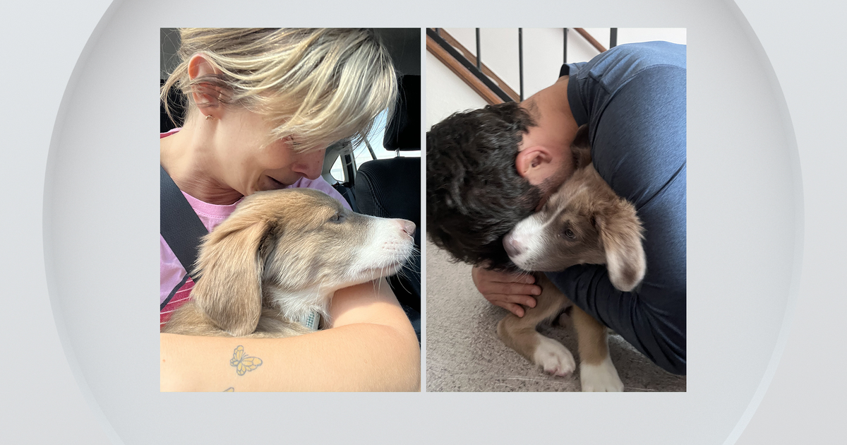 Rabid Puppy Exposure Prompts Health Alert in Colorado