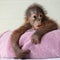 Human moms teach pregnant, endangered orangutan how to breastfeed