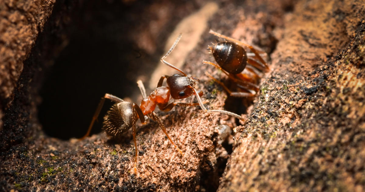 Giant 'ManhattAnts' Invade NYC: Scientists Identify Invasive Species Threatening City's Ecosystem