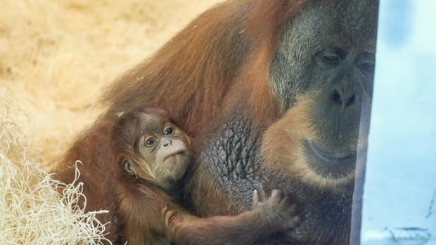 Sumatran orangutan baby Jambi with his mother Tua at the Philadelphia Zoo 