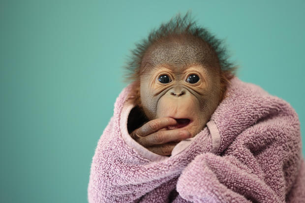 Newborn orangutan at Dublin Zoo 