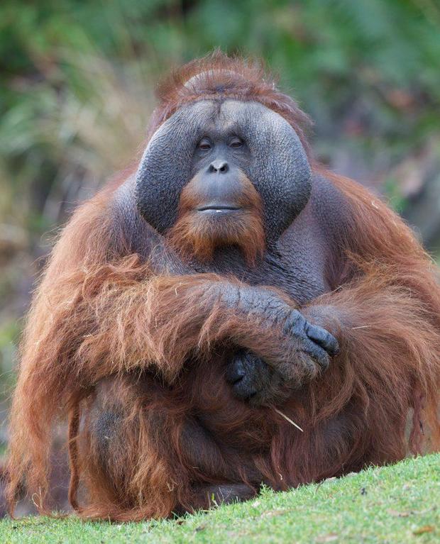 Sibu, a bornean Orangutan 