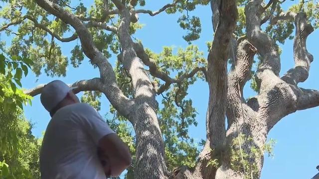 500-year Oak Tree San Carlos 