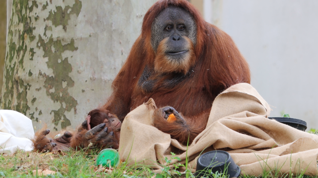 orangutan-baby-5.png 