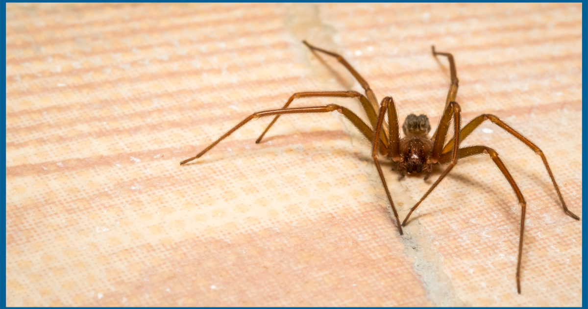 Are there brown recluse spiders in my state?