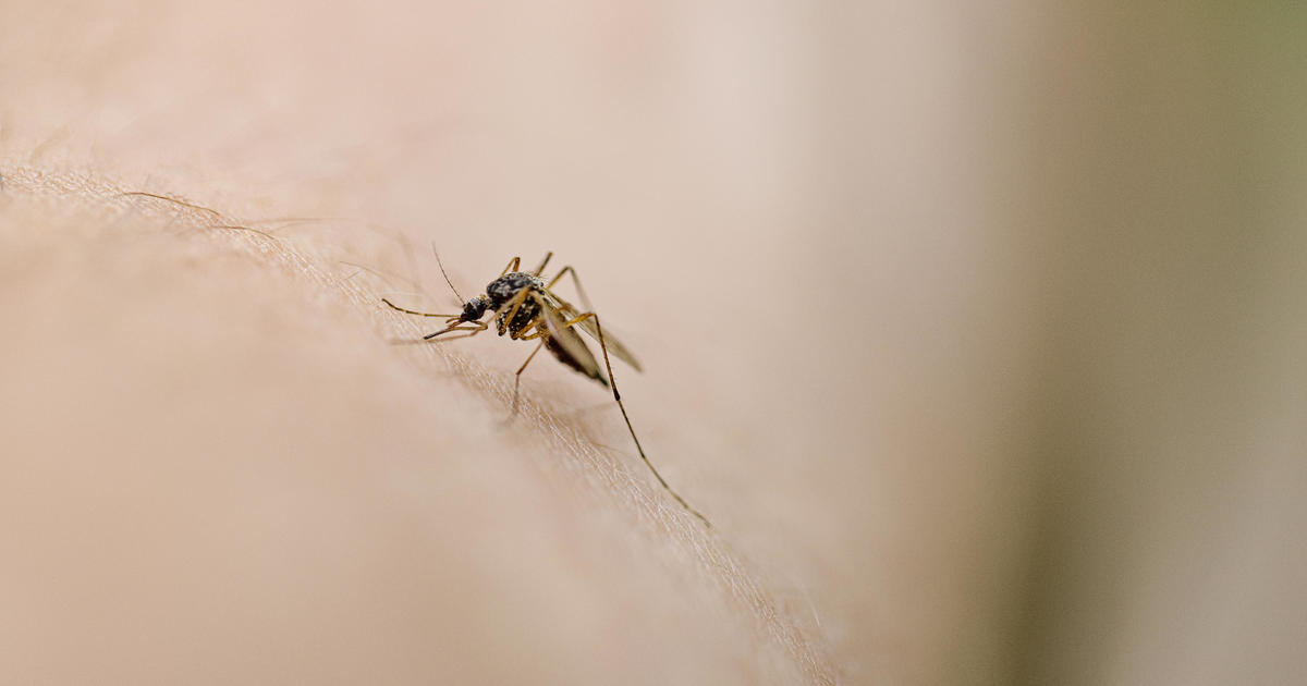 New York confirms its first case of EEE since 2015. Here’s what to know about the mosquito-borne virus.