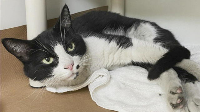 Harry The Cat Logan Airport 